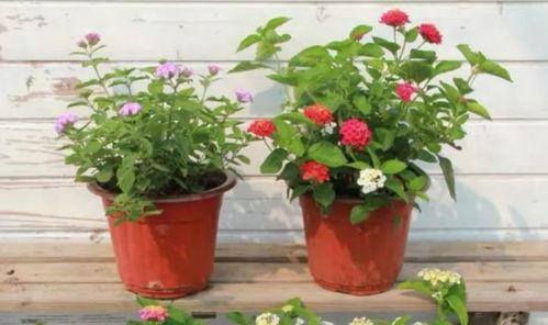 原神王子爆料视频大全最新,揭秘游戏幕后故事与精彩瞬间  第2张