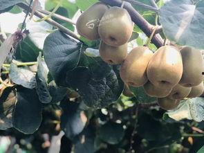 猕猴桃最新爆料文案,揭秘果中珍品背后的神奇功效  第2张