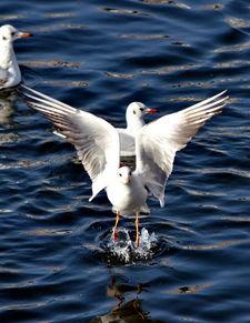天津海鸥爆料视频曝光是真的吗,天津海鸥爆料视频真实性揭秘 第1张 天津海鸥爆料视频曝光是真的吗,天津海鸥爆料视频真实性揭秘 第1张
